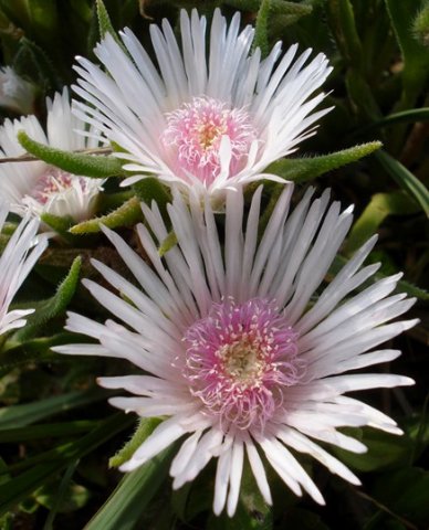 Delosperma ashtonii flowers